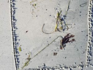 "Original gerahmtes Tanggrass-Formation Bild vom weißen Strand Balka auf Bornholm