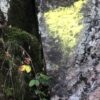 Schwarzwald Felsen in Farben Gelb und Grün – Bild 2