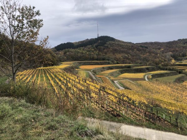 Weinreben im Herbst am Kaiserstuhl bei Freiburg